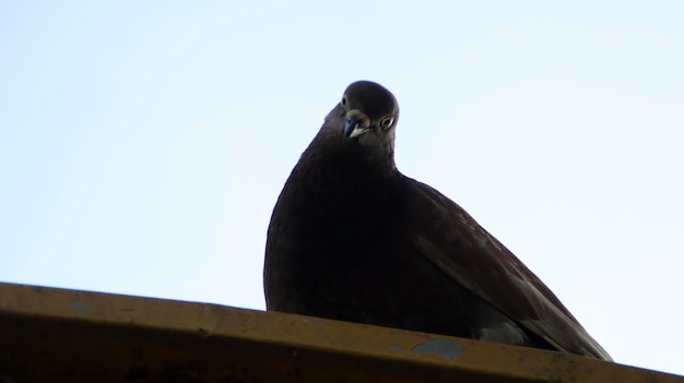 Schwarze Taube thront auf dem Dach
