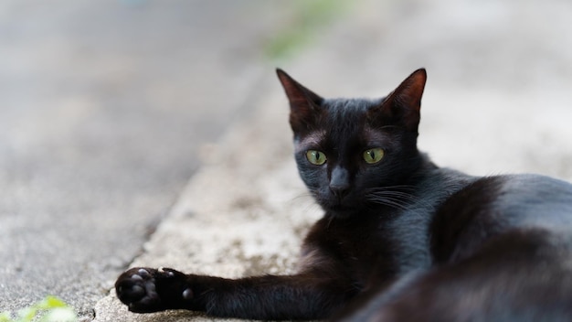 Foto schwarze thailändische katze liegt auf dem zementboden