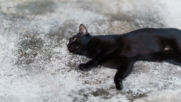 Schwarze thailändische Katze liegt auf dem Zementboden