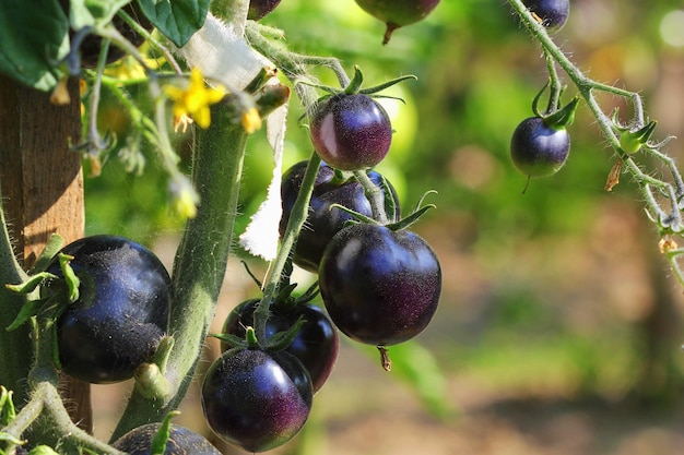 Schwarze Tomaten auf einem Zweig im Garten Indigo-Rosen-Tomaten