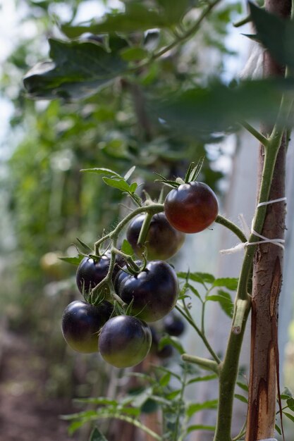 Schwarze Tomatensorte im Garten