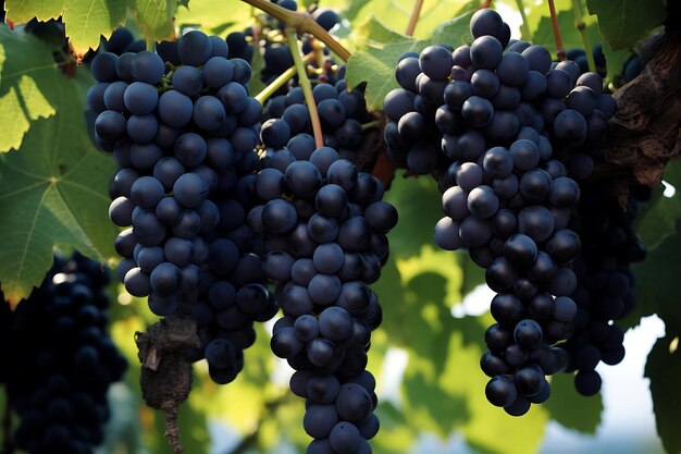 Schwarze Trauben auf einem Baum im Obstgarten Frische schwarze Trauben Früchte