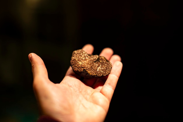 Schwarze Trüffelhand. Trüffelpilz. Bio-Lebensmittel