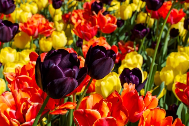 Foto schwarze tulpen königin der nacht auf einem blühenden feld mit tulpen