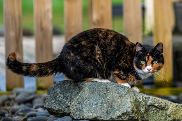 Schwarze und braune Farbkatze außerhalb des Hauses.