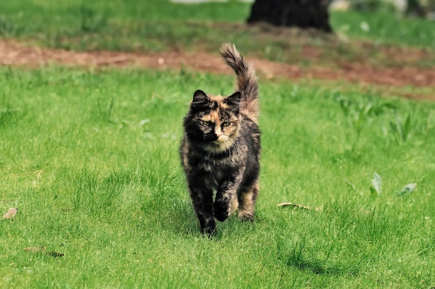 Schwarze und braune Katze auf dem Gras