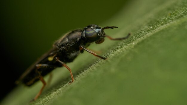 Schwarze und gelbe Insektenfliege Sierra del Sen del Campo Adurgoa gonagra