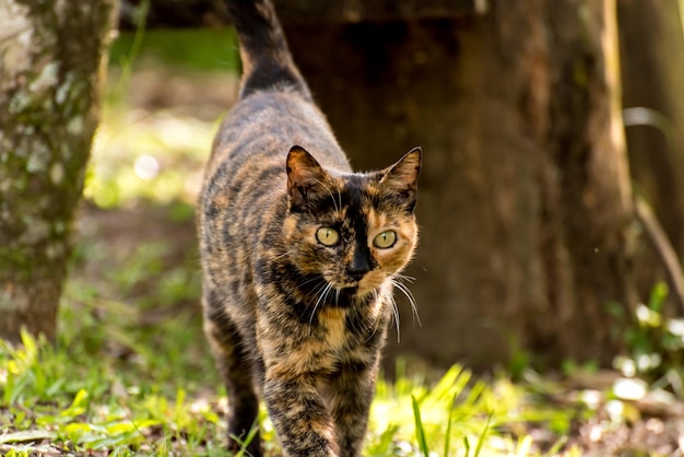 Schwarze und gelbe Katze im Garten