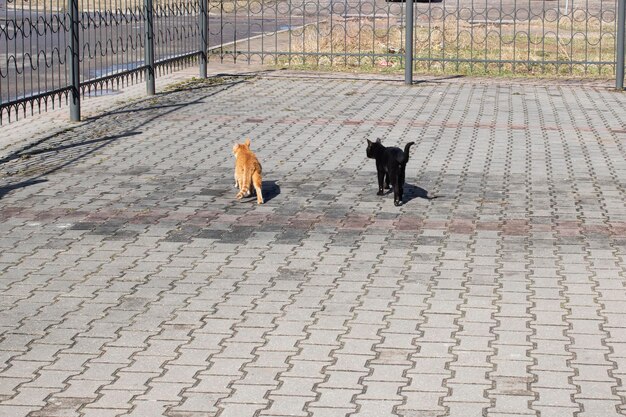 Schwarze und Ingwerkatzen auf dem Bürgersteig