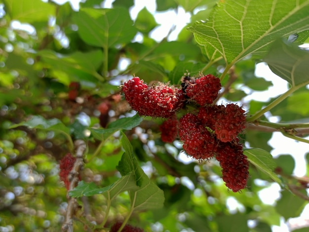 Schwarze und rote Maulbeeren am Baum