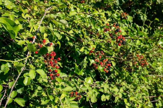 Schwarze und rote Maulbeeren auf dem Ast des Baumes. Frische Maulbeere.