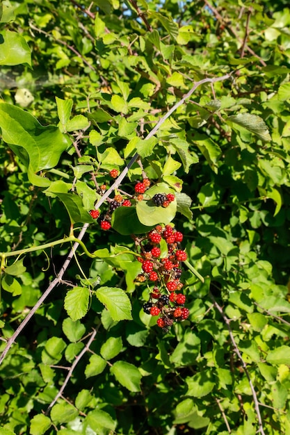 Schwarze und rote Maulbeeren auf dem Ast des Baumes. Frische Maulbeere.