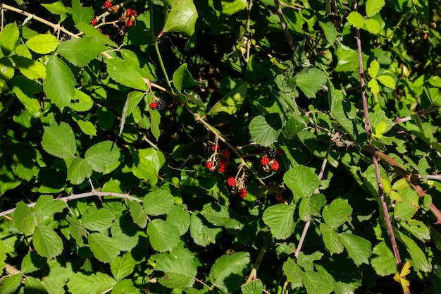 Schwarze und rote Maulbeeren auf dem Ast des Baumes. Frische Maulbeere.