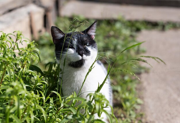 Schwarze und weiße erwachsene Hauskatze fressen grünes Gras im Garten