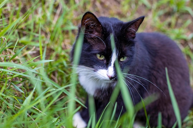 Schwarze und weiße junge schöne Katzensitze im grünen Gras draußen