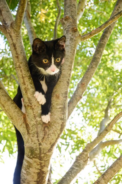 Schwarze und weiße Katze auf einem Baum