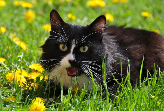 Schwarze und weiße Katze unter gelbem Löwenzahn auf grünem Gras