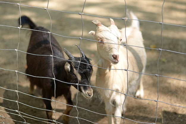 Schwarze und weiße kleine Ziege hinter Gittern