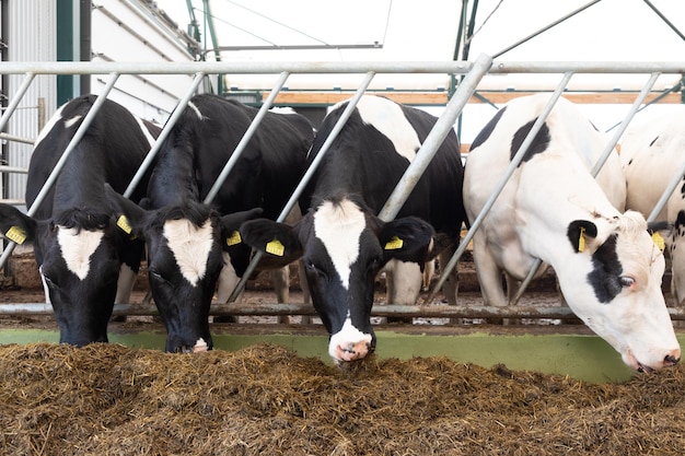 Schwarze und weiße Milchkühe fressen Mischfutter vom Futtertisch auf einem modernen Bauernhof