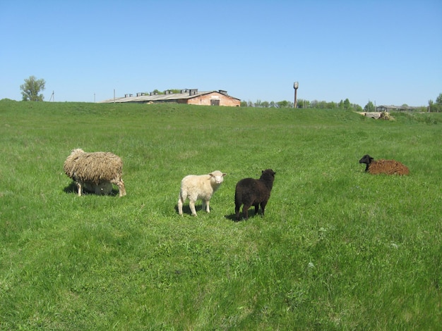 Schwarze und weiße Schafe grasen auf dem grünen Gras der Weide