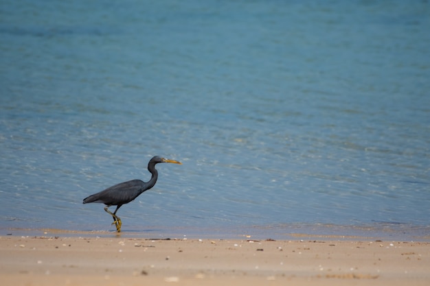 Schwarze Vögel leben am Meer.