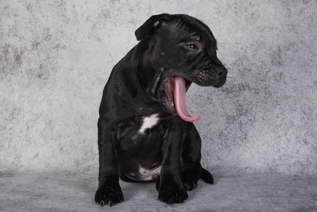 Schwarze weibliche American Staffordshire Bull Terrier Hundewelpe auf grauem Hintergrund