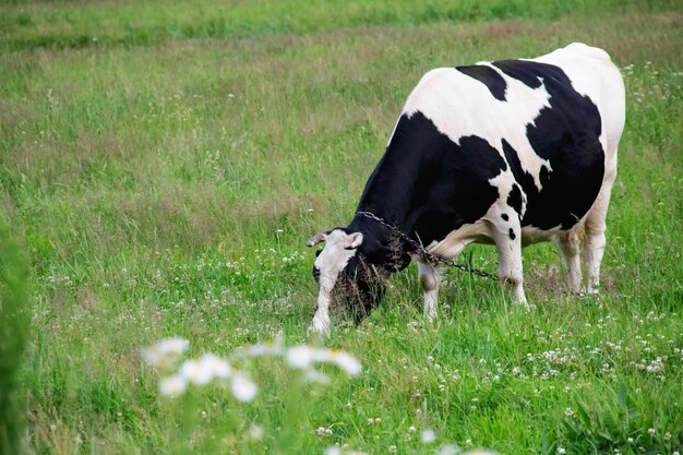 Schwarze weiße Kuh auf einem grünen Gebiet