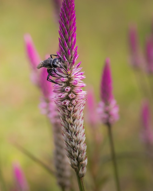 Schwarze wespe auf grasblumen