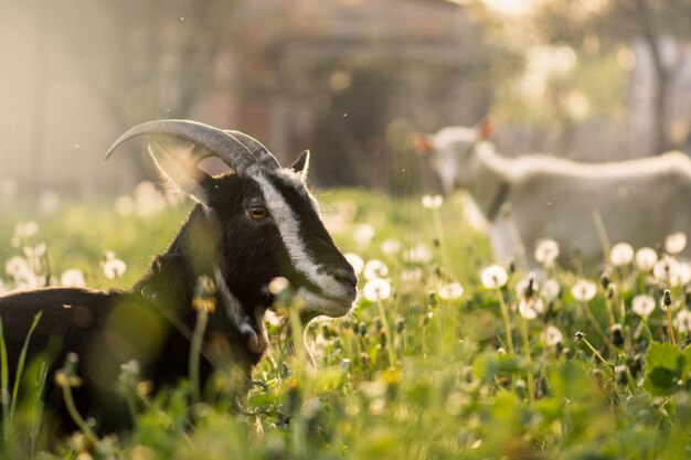 Schwarze Ziege auf Gras. Schwarze Hausziege. Die Hausziege, die auf dem Bauernhof steht, scheint