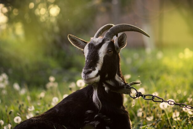 Schwarze Ziege auf Gras