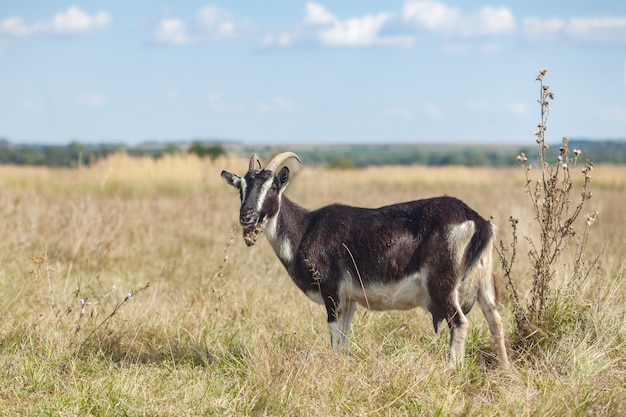 Schwarze Ziege auf Grasweide