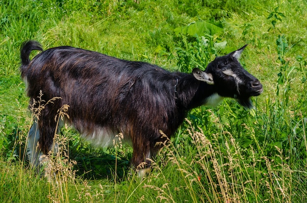 Schwarze Ziege, die auf einer Wiese im Dorf weidet.