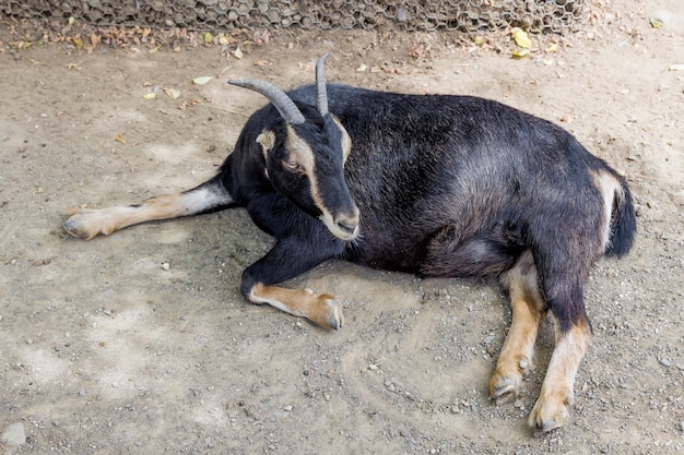 Schwarze Ziege mit braunen Beinen liegt auf dem Sand. Nutztiere.