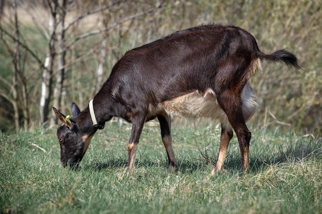 Schwarze Ziege weidet auf der Wiese und frisst Gras