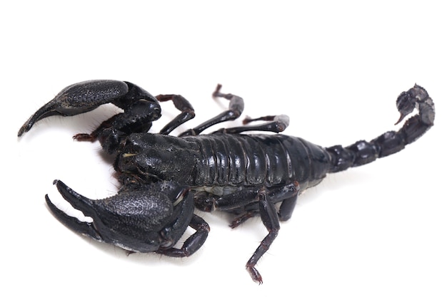 Schwarzer asiatischer waldskorpion (heterometrus) isoliert