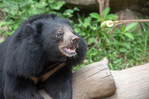 schwarzer Bär, der Frucht auf hölzernem Stock mit hungrig betrachtet