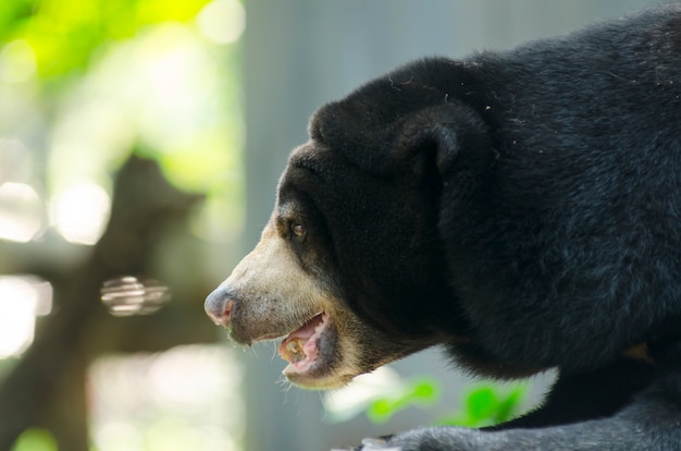 Schwarzer Bär im Zoo offen in Thailand