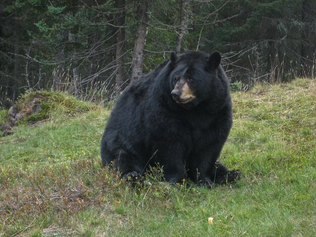 Foto schwarzer bär sitzt auf einem grasbewachsenen feld