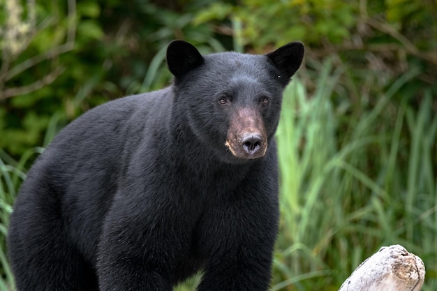 Foto schwarzer bär