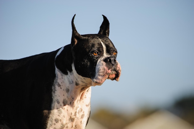 Schwarzer Boxer-Hund gegen klaren Himmel