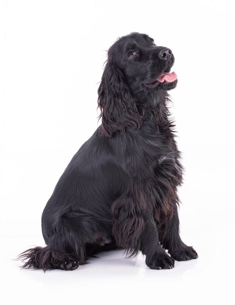 Schwarzer Cockerspaniel im Studio mit weißem Hintergrund