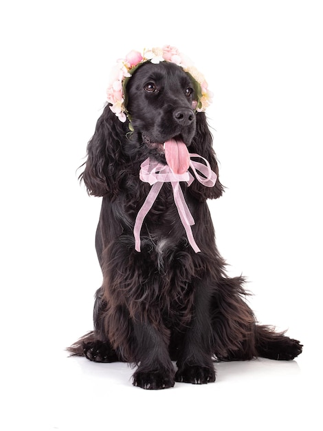 Schwarzer Cockerspaniel mit Blumenkrone im Studio mit weißem Hintergrund