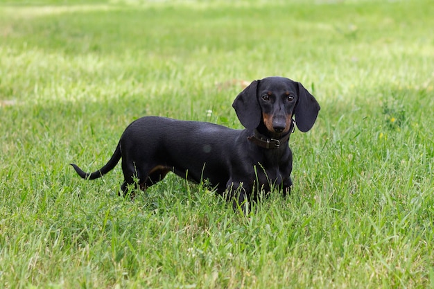 Schwarzer Dackelhund, der auf dem grünen Gras steht