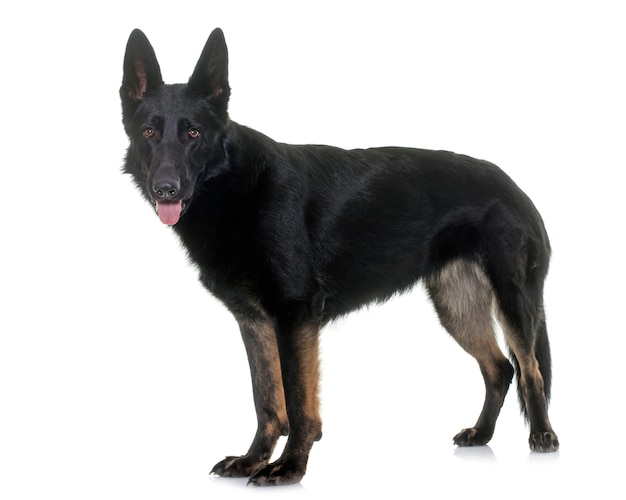 schwarzer deutscher schäferhund