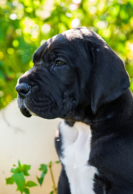 Schwarzer Doggenhundewelpe draußen auf grünem Gras