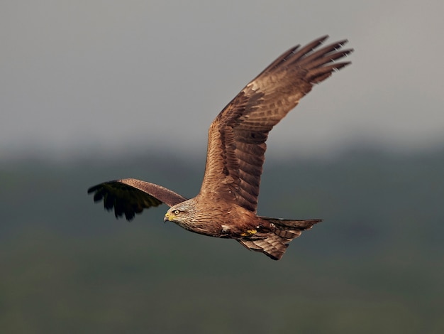 Foto schwarzer drachen (milvus migrans)