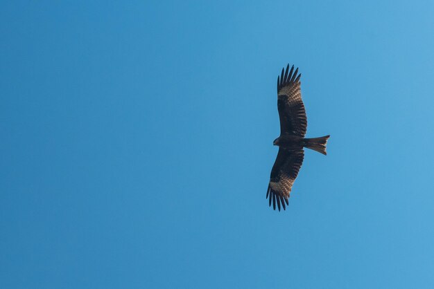 Schwarzer Drachenvogel, der in den Himmel fliegt