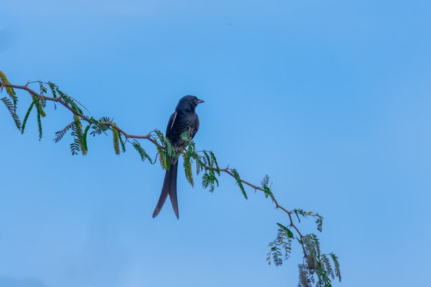 Schwarzer Drongo