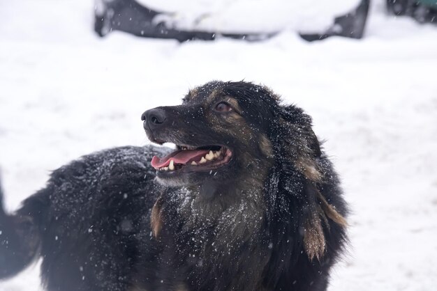 Schwarzer, flauschiger Hund in der Schneenahaufnahme