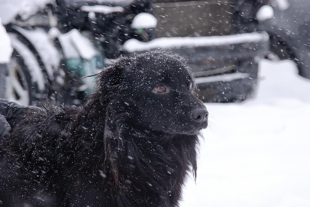 Schwarzer, flauschiger Hund in der Schneenahaufnahme